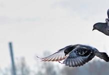 Білий голуб на підвіконні вікна: до чого прилетів птах