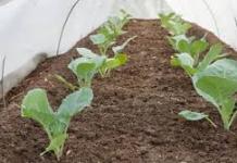 Специфіка вирощування пекінської капусти: методи посадки у відкритий грунт