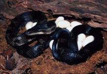 До чого сняться отруйні змії чорного кольору жінкам та чоловікам