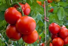 Як вирощувати солодкі помідори Вирощуємо помідори в грунт